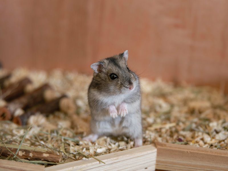 Hamsters' Ears and Hearing