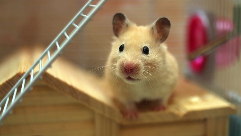 Hamsters' Solitary Lifestyle