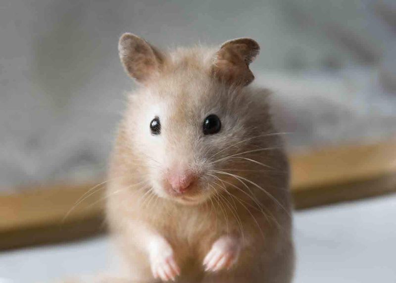 Hamsters' Diverse Species