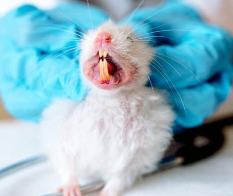 Hamsters' Teeth Growth