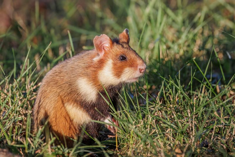 Hamsters' Scent Glands