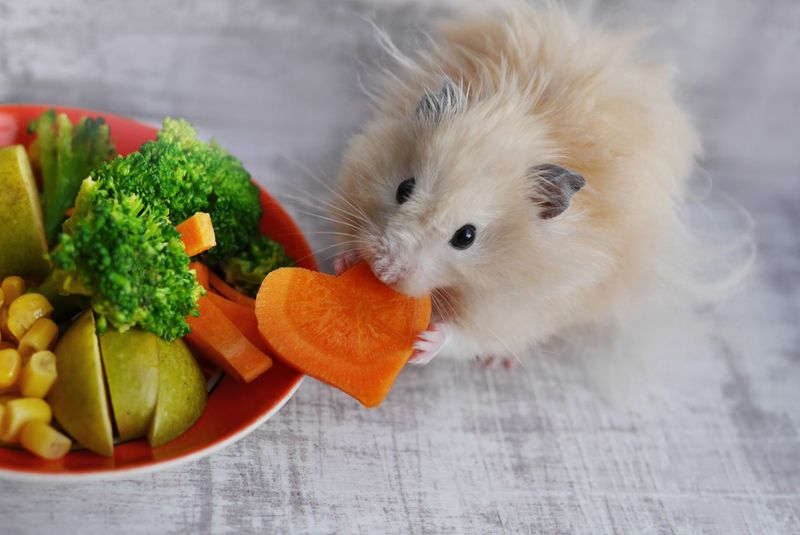 Hamsters' Diet and Nutrition