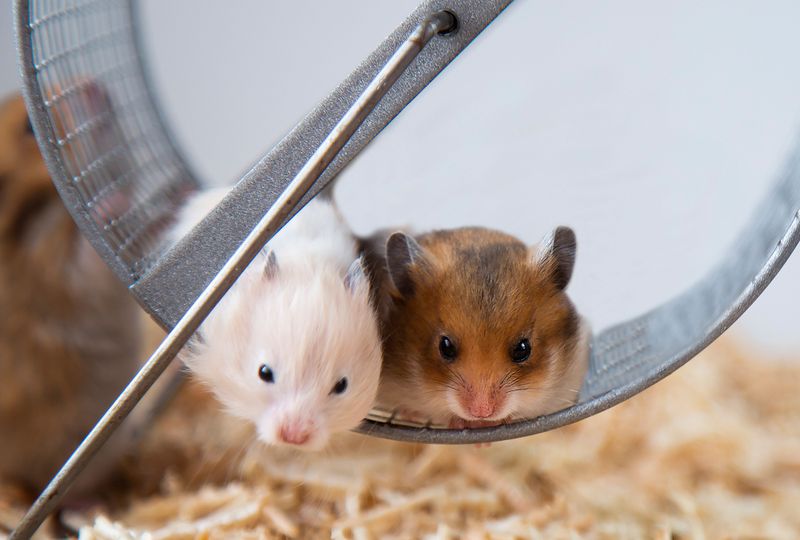 Hamsters' Color Variations