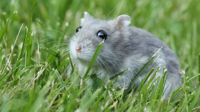 Hamsters’ Nocturnal Nature