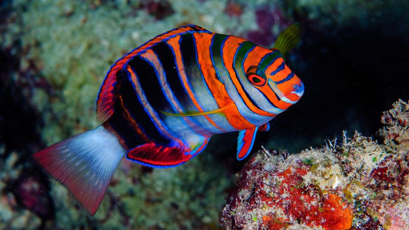 Harlequin Tuskfish