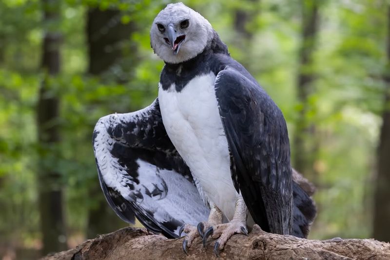 Harpy Eagle