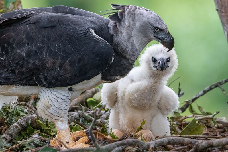 Harpy Eagle