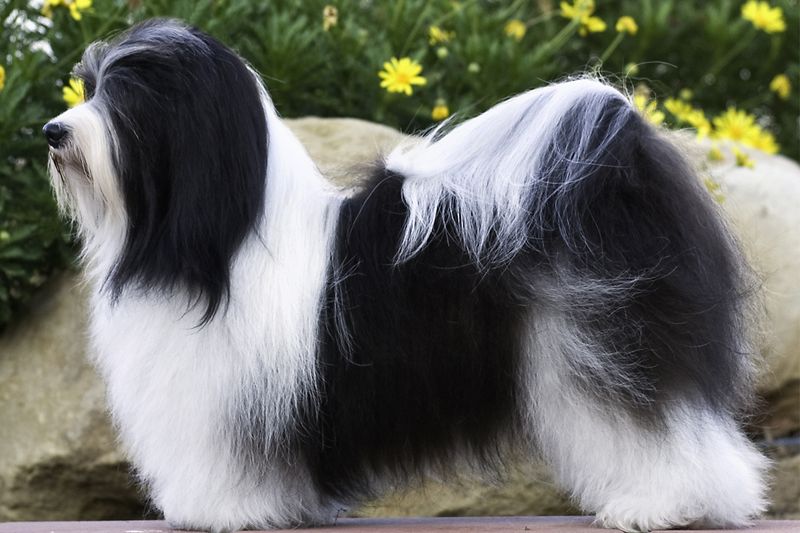 Havanese