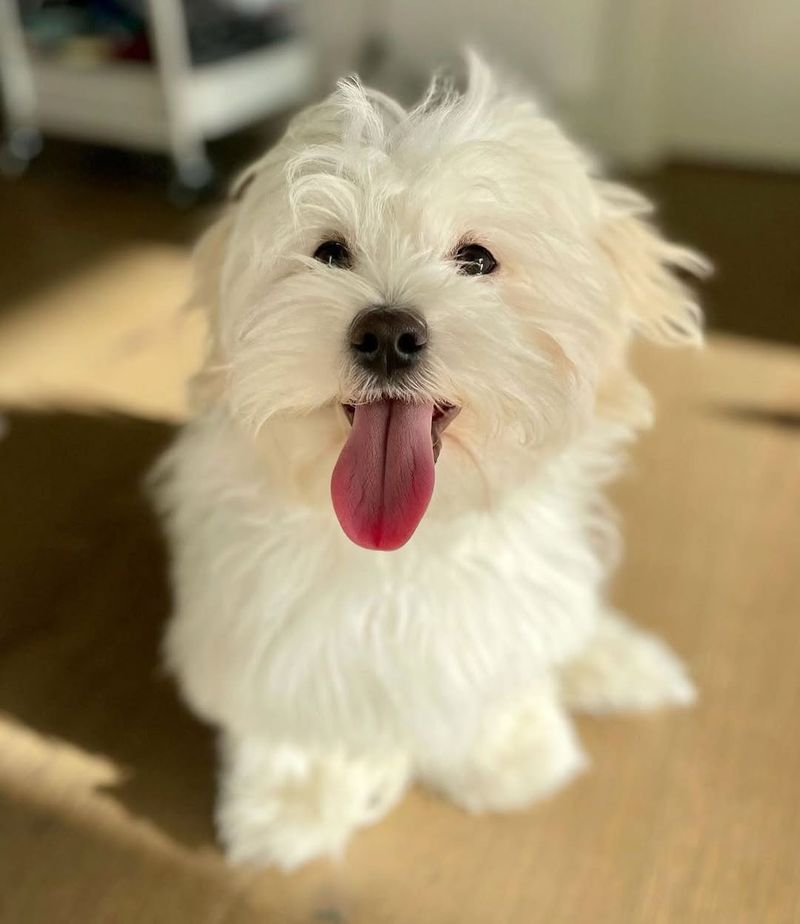 Havanese