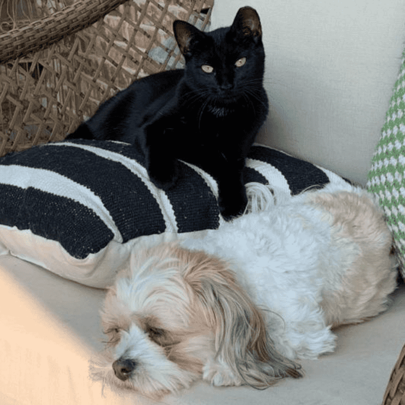 Havanese