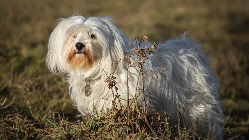 Havanese