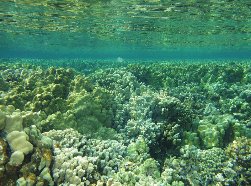 Hawaiian Coral Polyps