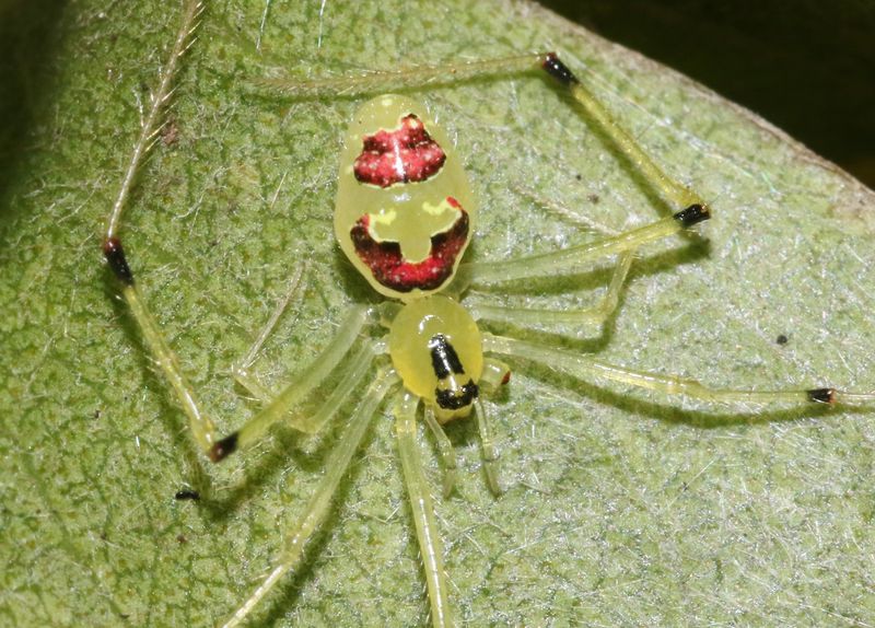 Hawaiian Happy-Face Spider