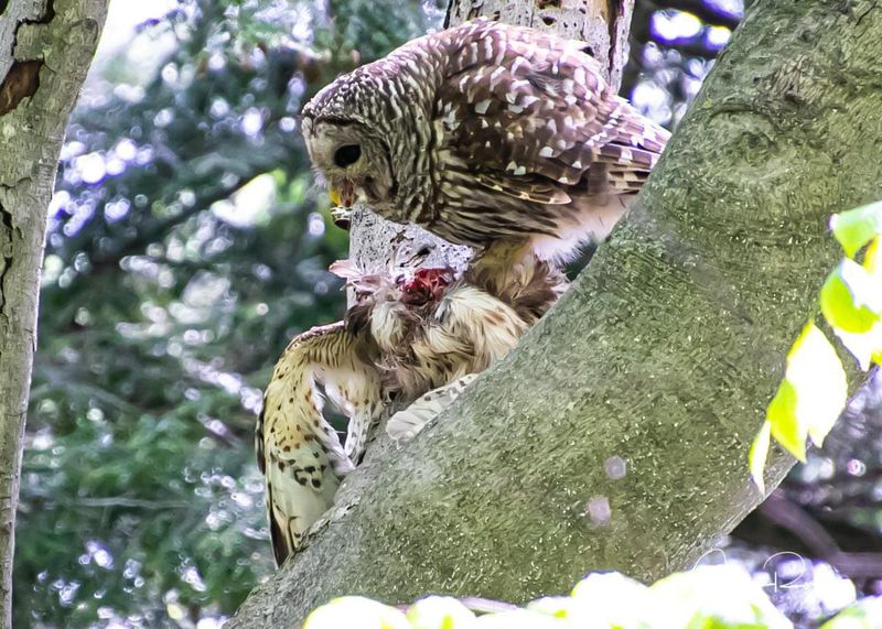 Hawk vs Owl