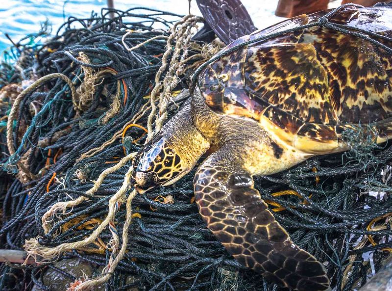 Hawksbill Turtles