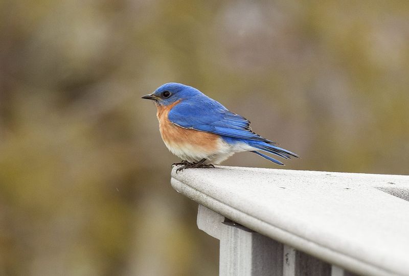 Health Risks for Birds