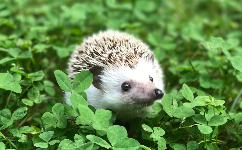 Hedgehog