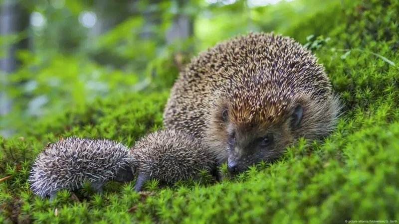 Hedgehogs