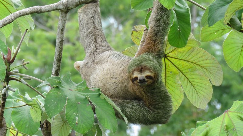 Sloth