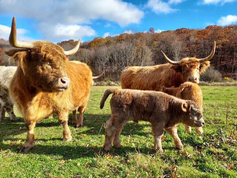 Highland Cattle