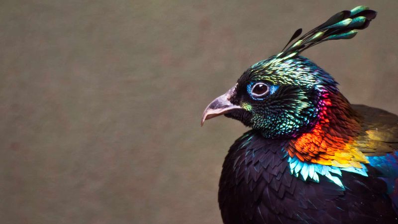 Himalayan Monal