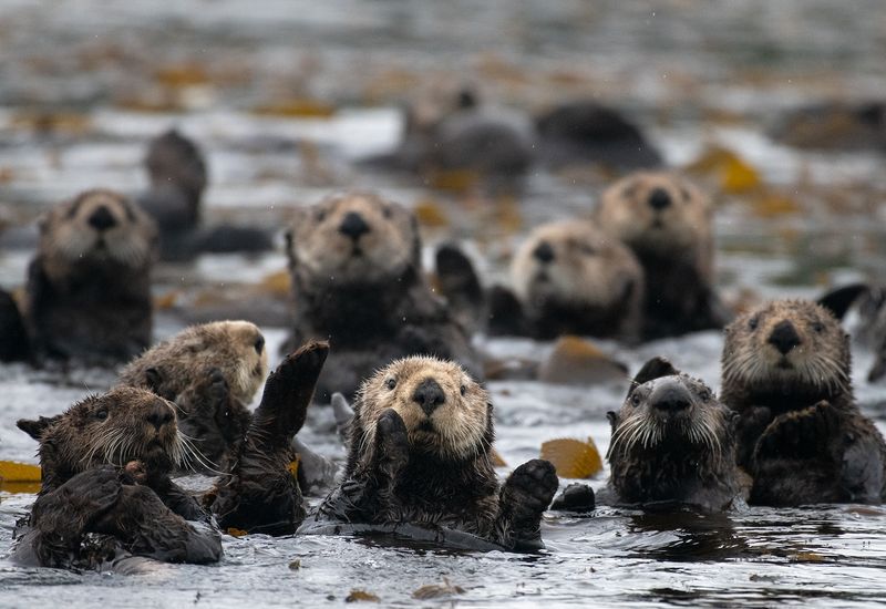 Historical Significance of Sea Otters