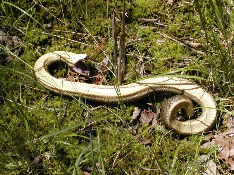 Hognose Snake