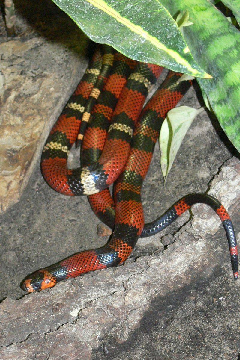 Honduran Milk Snake