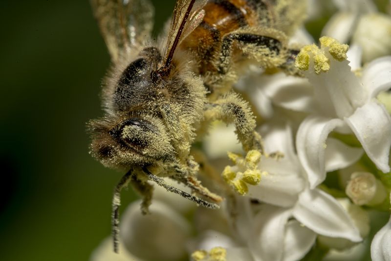 Honeybee Lifespan Variance