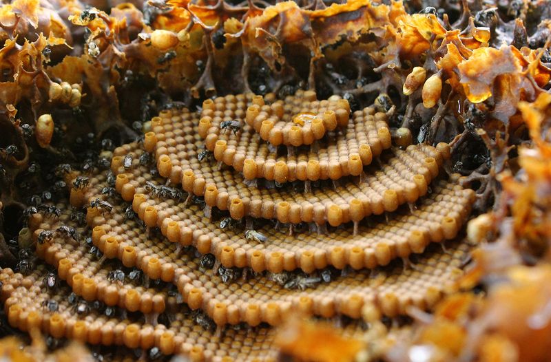 Honeycomb Architecture