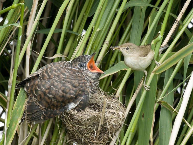 Cuckoo