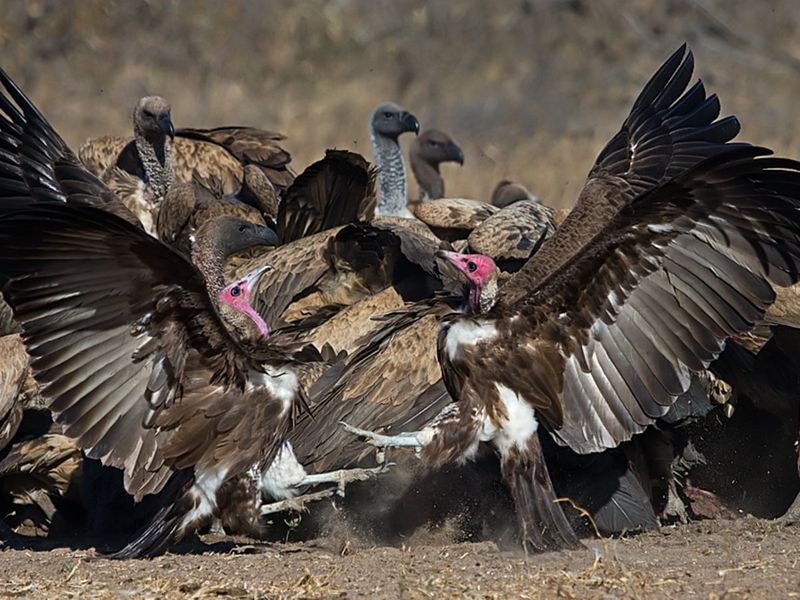 Hooded Vulture