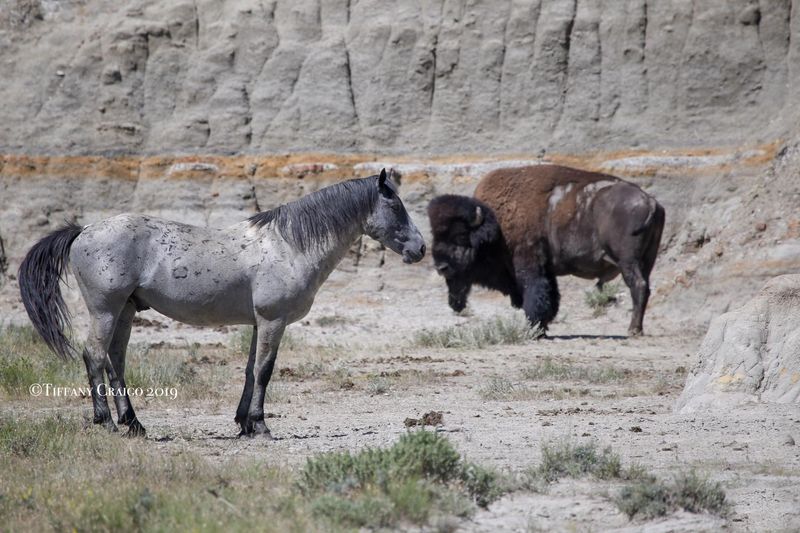 Horse vs Bison