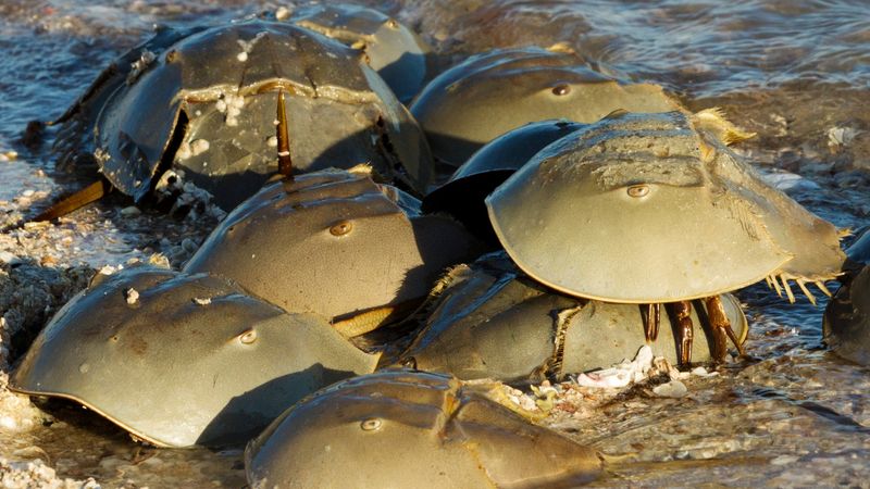 Horseshoe Crab