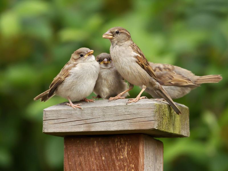 House Sparrow