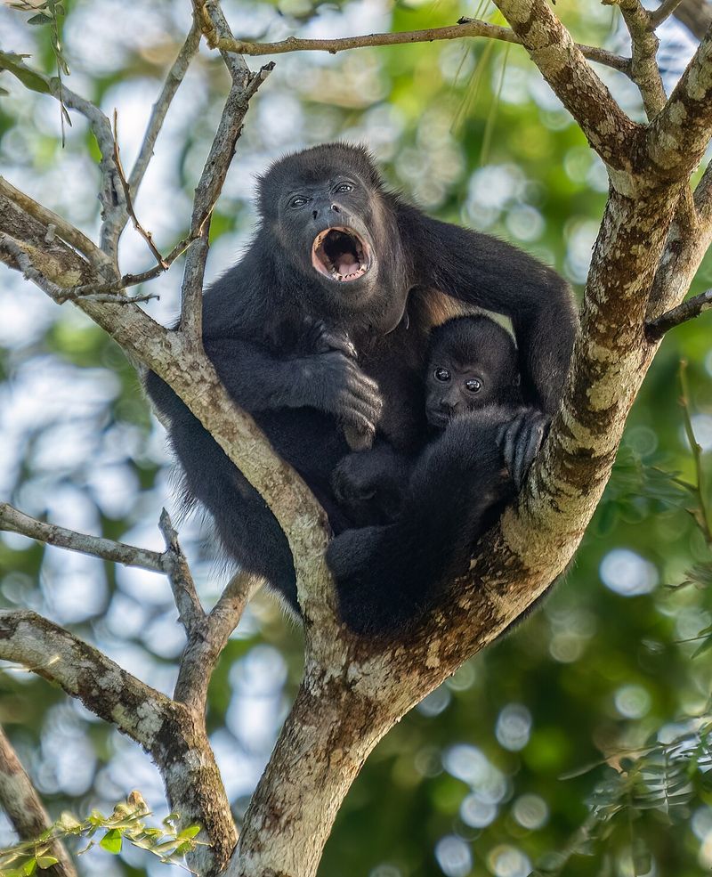 Howler Monkey