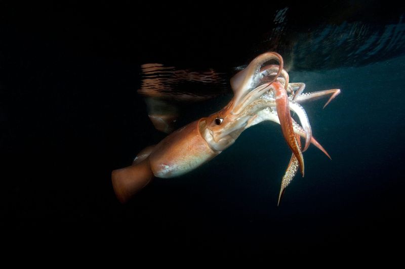 Humboldt Squid