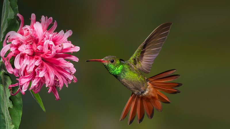 Hummingbird