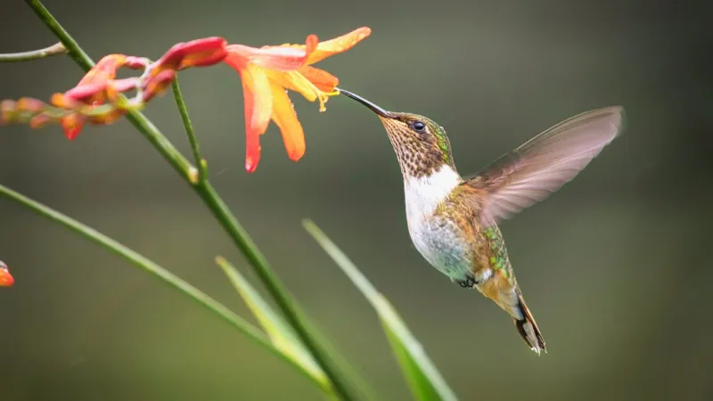 Hummingbird