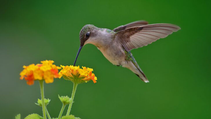 Hummingbirds Keep Coming Back for These 24 Perennial Favorites