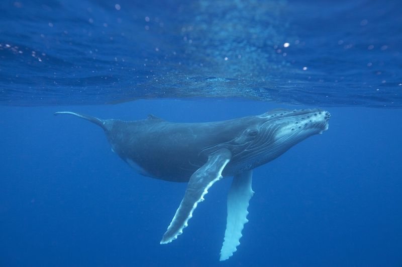 Humpback Whale