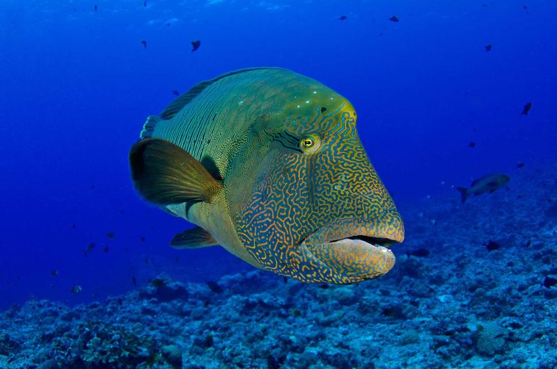 Humphead Wrasse