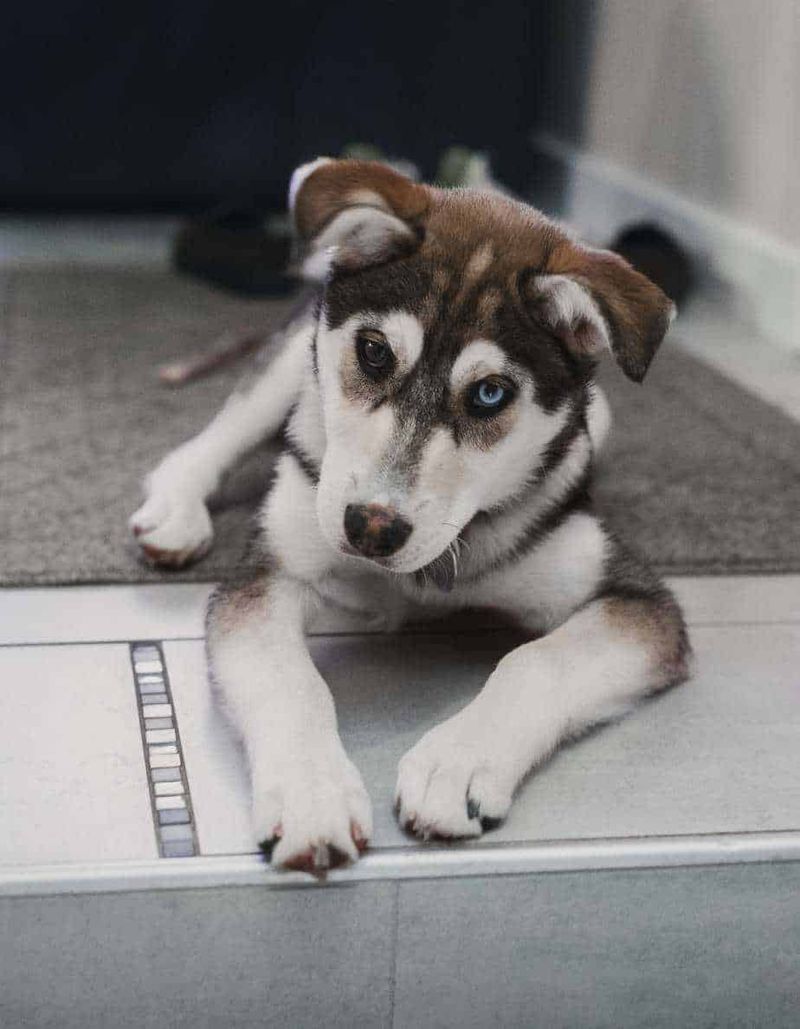 Husky Lab Mix