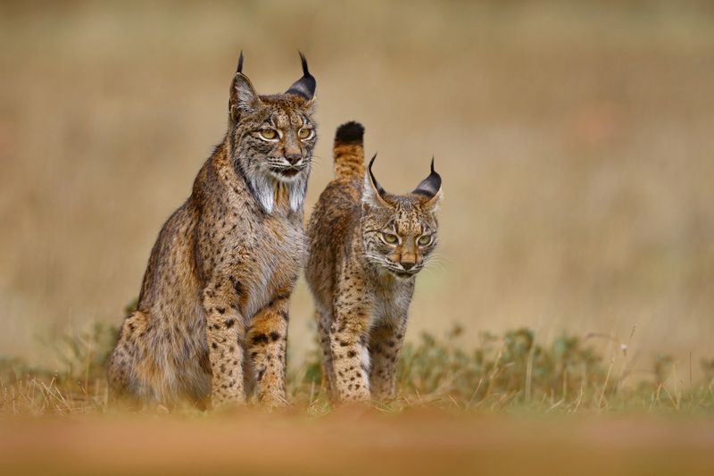 Iberian Lynx