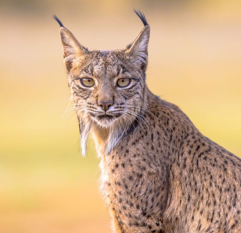 Iberian Lynx