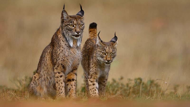 Iberian Lynxes