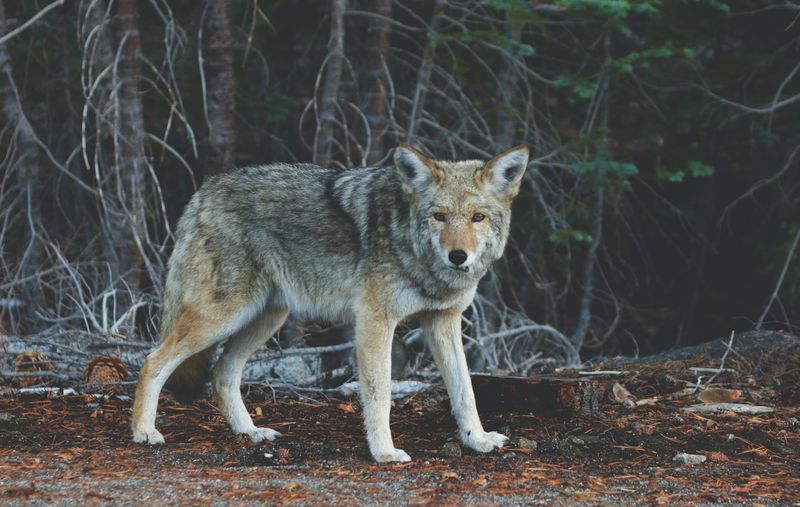 Iberian Wolf