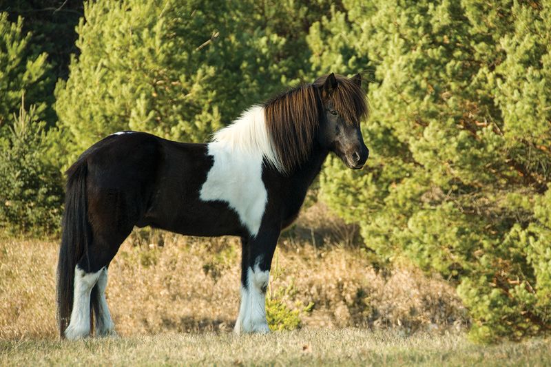 Icelandic Horse