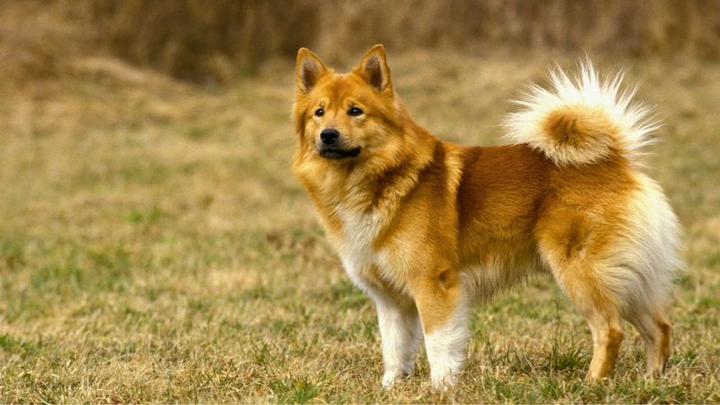 Icelandic Sheepdog