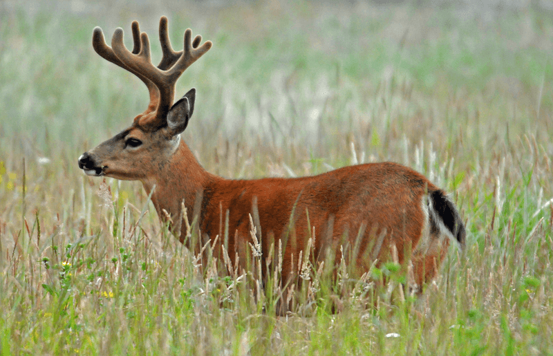 Idaho